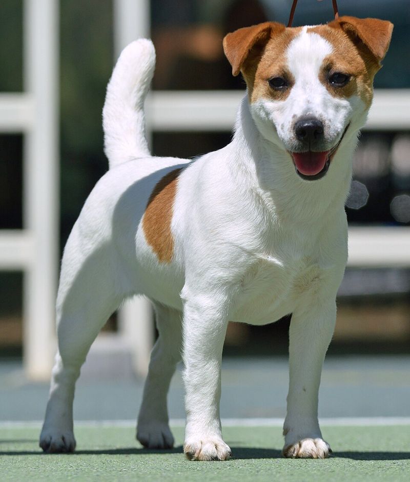 12 impressive dog breeds that can struggle with ordinary home life - plus 3 that adapt with less drama 9 Jack Russell Terrier