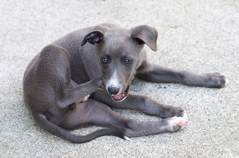 Elevators, footsteps, doors - Some dogs report them all, while these breeds tend to stay quieter 3 Whippet