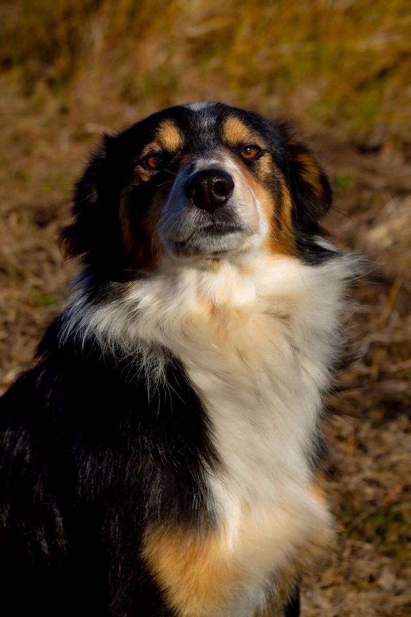 Australian Shepherd