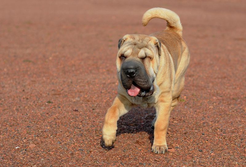 Shar-Pei 