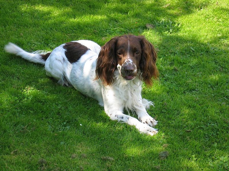 English Springer Spaniel