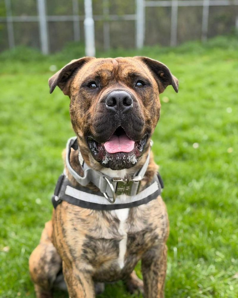 Pit Bull Mastiff Mix