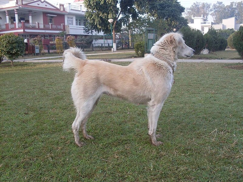 Your dog could be hiding pain - 13 signs you should never ignore 7 Changes in posture