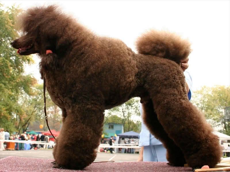 You don't have to say a word - These 15 dog breeds already know how you're feeling 6 Standard Poodle