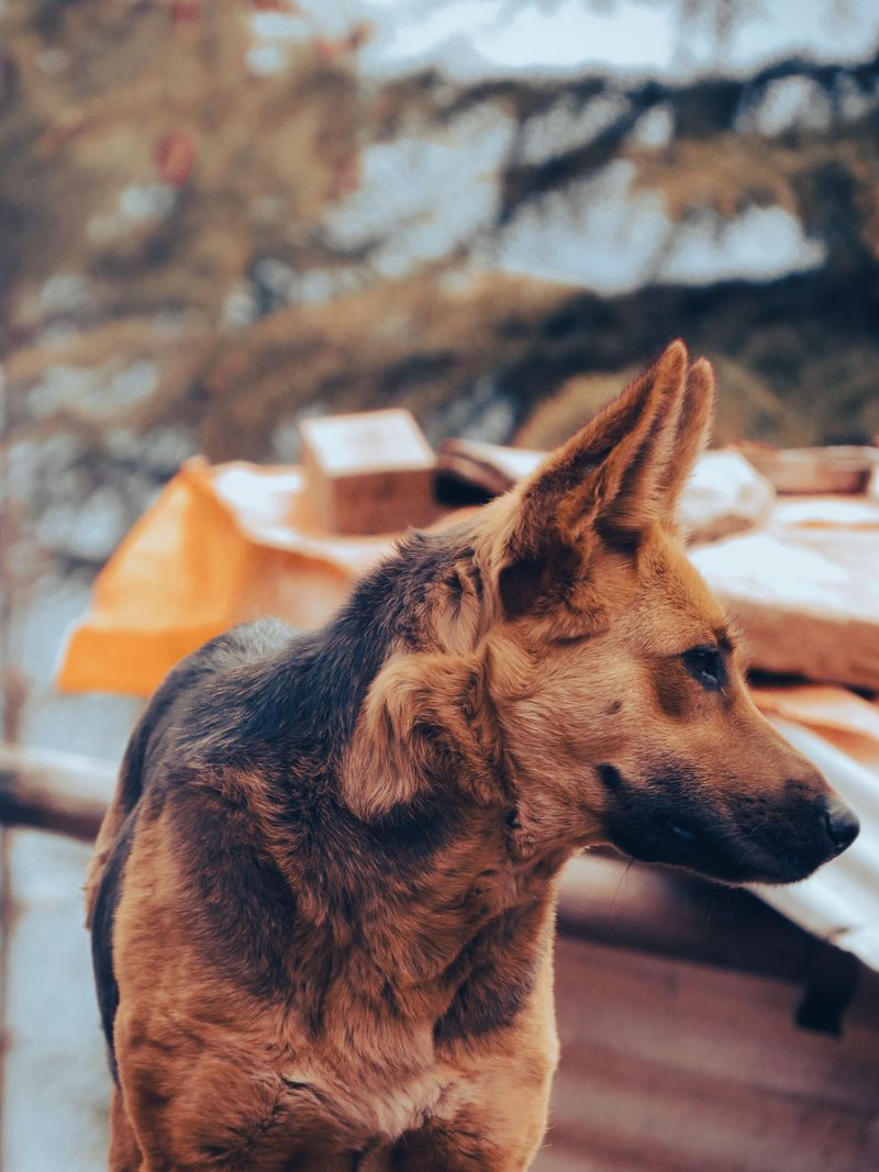 Without consistent rules, these 12 dog breeds may start guarding more than they should 2 German Shepherd