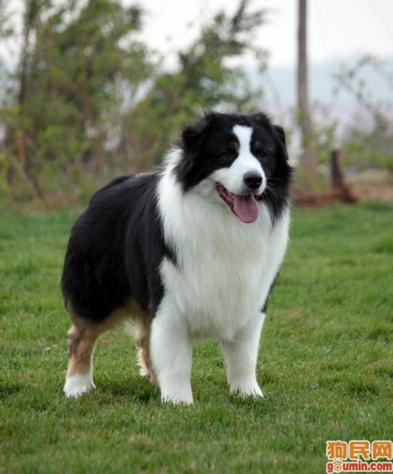 Australian Shepherd