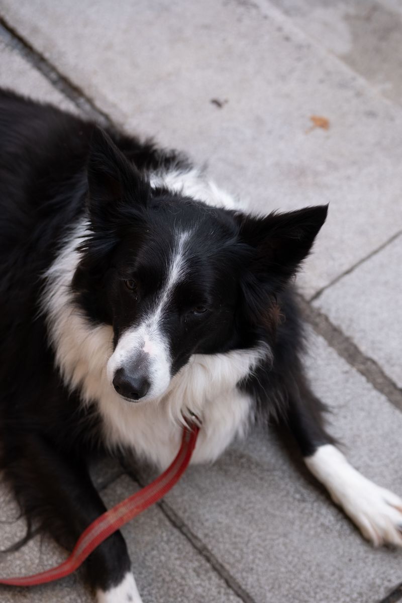 The secret behind these 10 dog breeds isn't training - it's centuries of carefully selected instincts 2 Border Collie