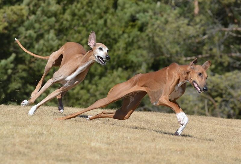 26 Rare Dog Breeds You’ll Rarely Encounter but Won’t Forget 9 Azawakh