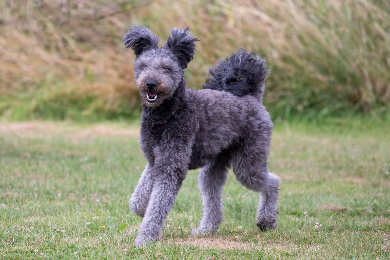 24 Distinctive Dog Breeds You Don’t See Every Day 18 Pumi