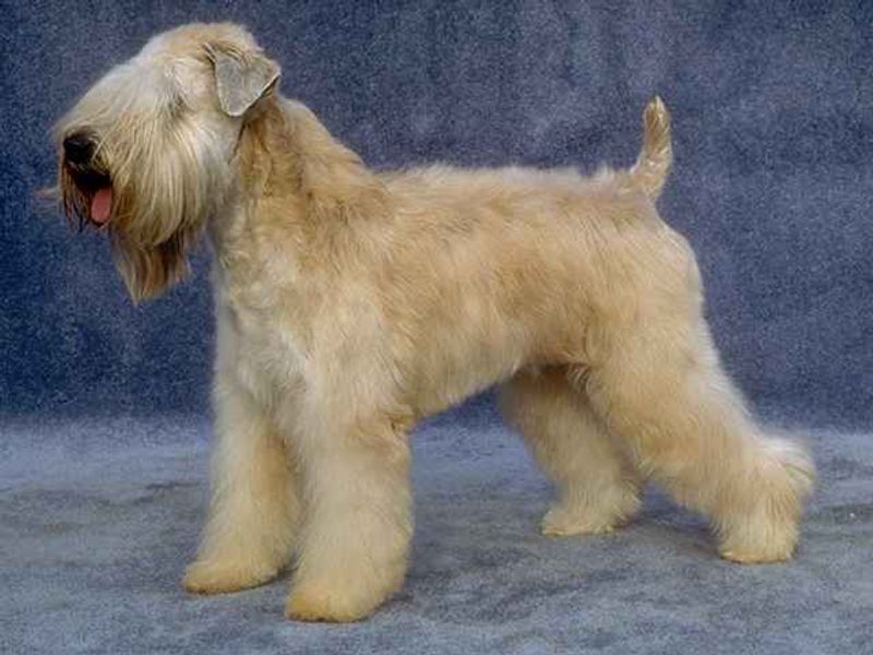 Many owners with allergies begin their search with these well-known dog breeds 8 Soft Coated Wheaten Terrier