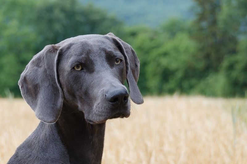 25 Strong-Willed Dog Breeds That Challenge Even Seasoned Owners 11 Weimaraner