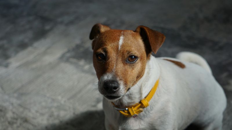Jack Russell Terrier