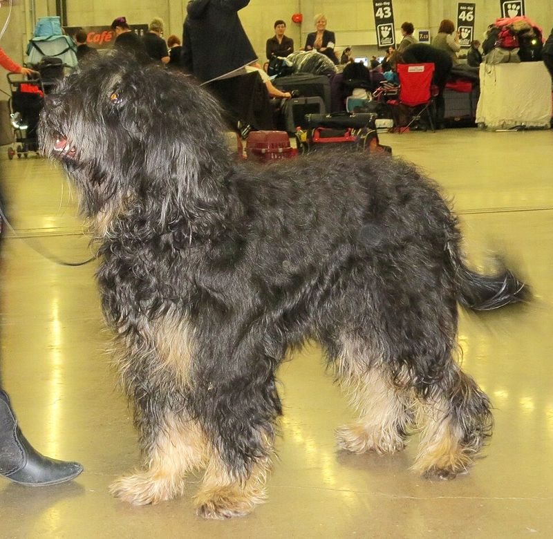 16 Dog Breeds That Respond Better When Commands Are Given Once - Why the One-Ask Rule Works 17 Portuguese Sheepdog (Cão da Serra de Aires)