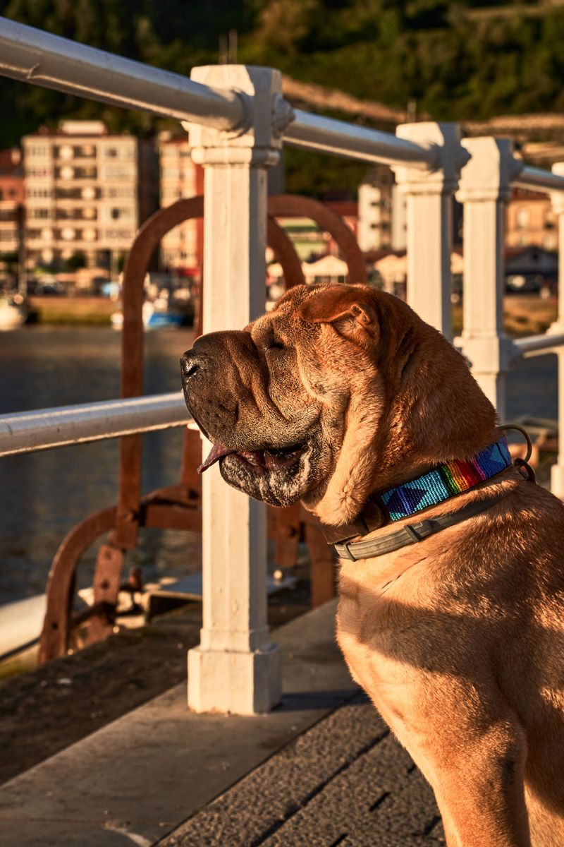 11 dog breeds that may love you more when you give them space - plus 3 that consider space completely unnecessary 10 Shar-Pei