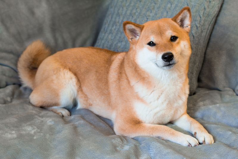 Shiba Inu