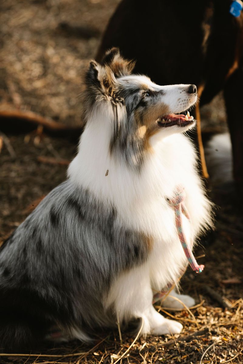 Rough Collie