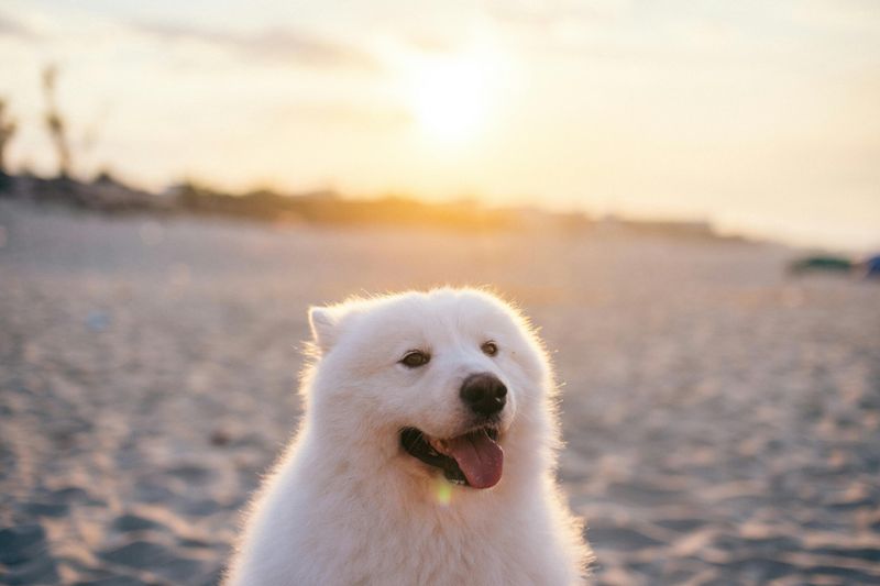 11 Dog Breeds That Bond More with Other Dogs Than Humans 9 Samoyed