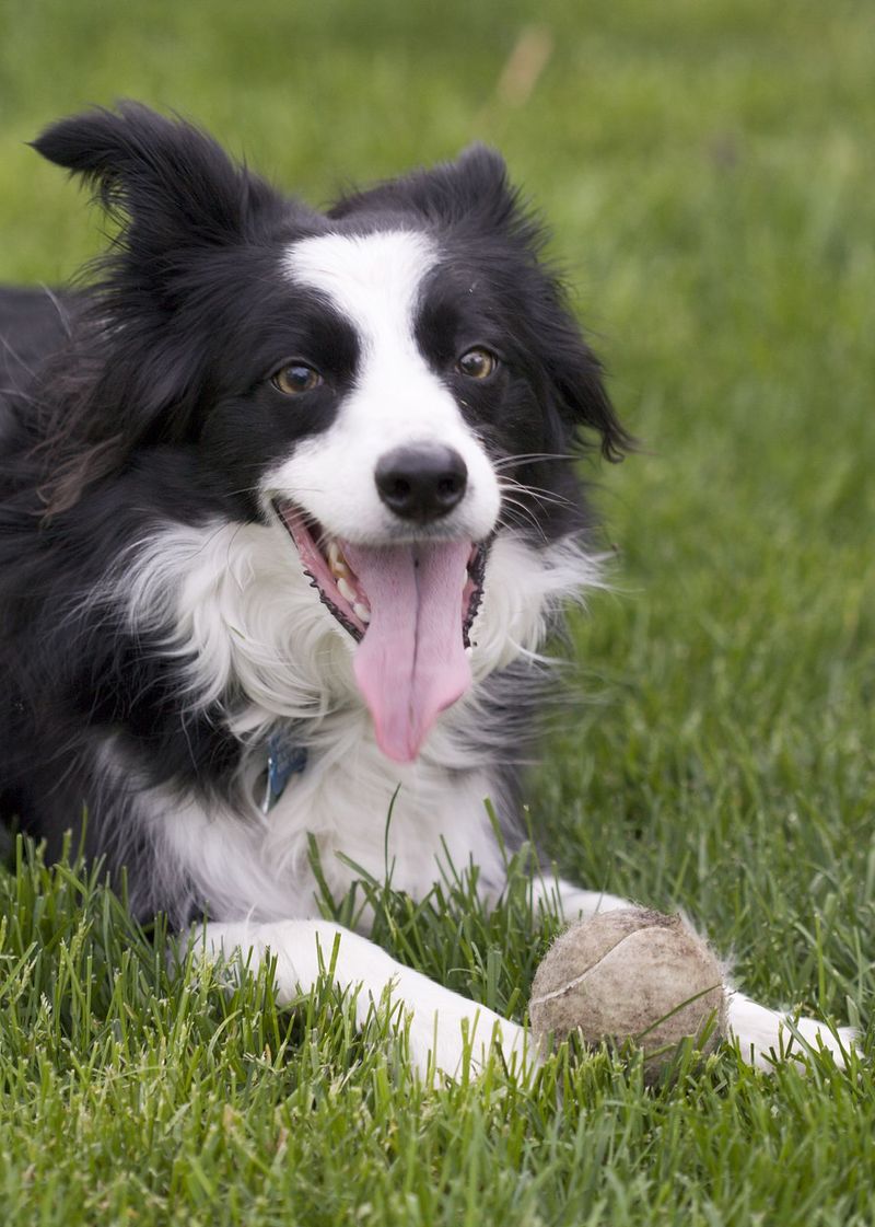 26 Dog Breeds Known for Being Sensitive or Easily Stressed 6 Border Collie
