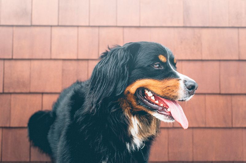 Excessive Panting or Drooling