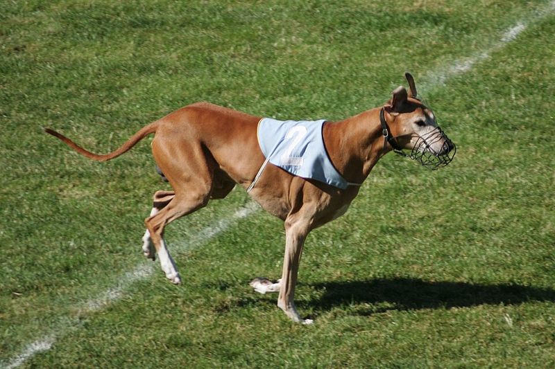 These 14 dog breeds may not be popular, but they have plenty to offer 10 Azawakh