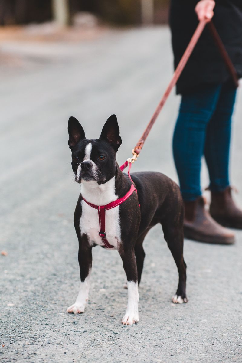Already have pets? These dog breeds may be much less interested in starting a household rivalry 8 Boston Terrier