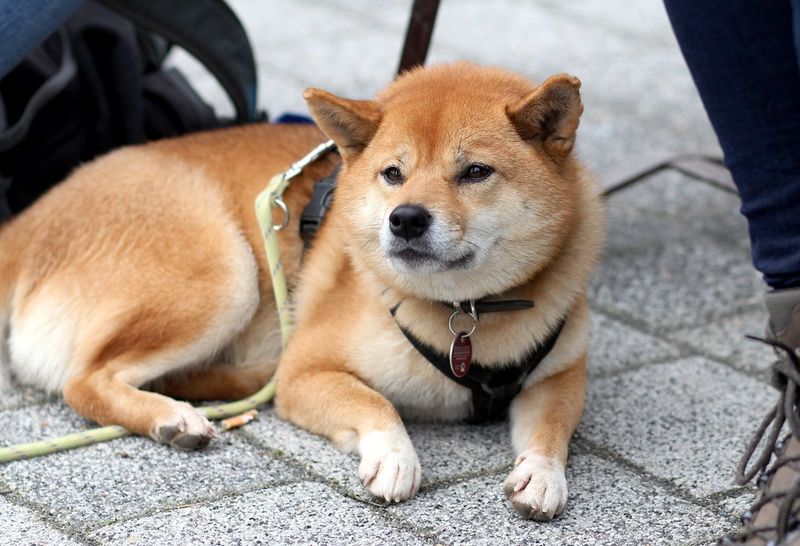 These dog breeds don't rush into every situation - they quietly figure it out first 3 Shiba Inu