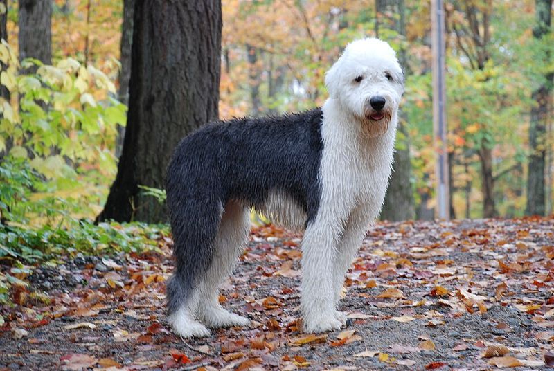 The next dog trend may actually come from the past - These forgotten favorites are ready for another turn 9 Old English Sheepdog