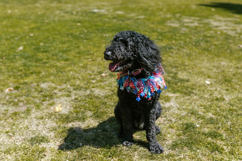 10 dog breeds Golden Retrievers seem to bond with better than almost anyone else 8 Standard Poodle