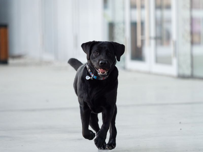 Think the puppy in front of you is the dog you'll have forever? These breeds can rewrite the script 3 Labrador Retriever - switches from turbo to teamwork