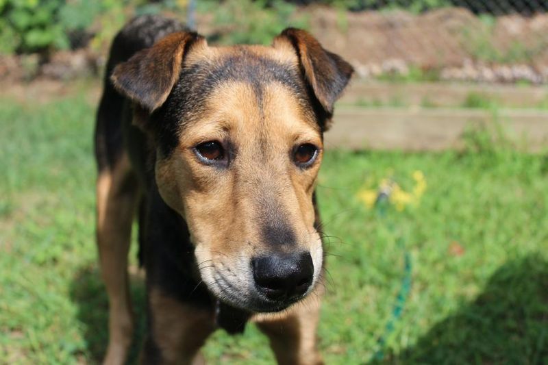 Myth 10: You won’t know their background or breed mix.