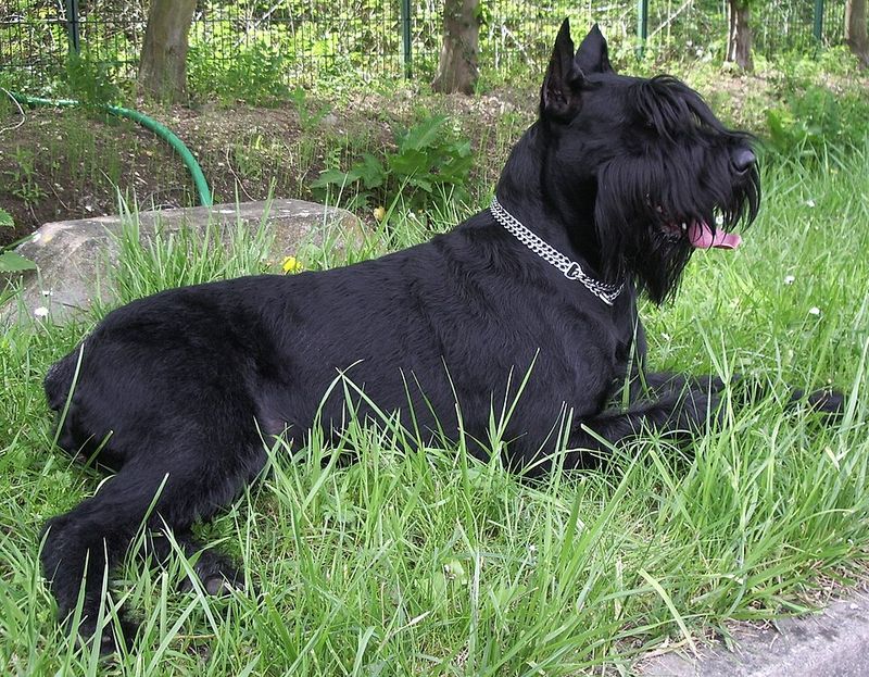 Many owners with allergies begin their search with these well-known dog breeds 6 Giant Schnauzer