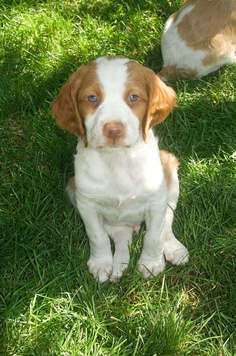 Some dog breeds are perfectly happy slowing life down once the adventure is over 8 Brittany