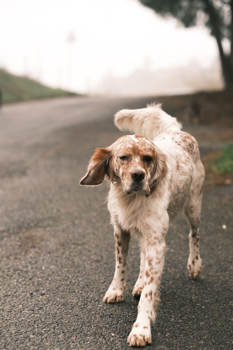 These dog breeds often become exceptional learners once owners stop rushing the process 14 English Setter