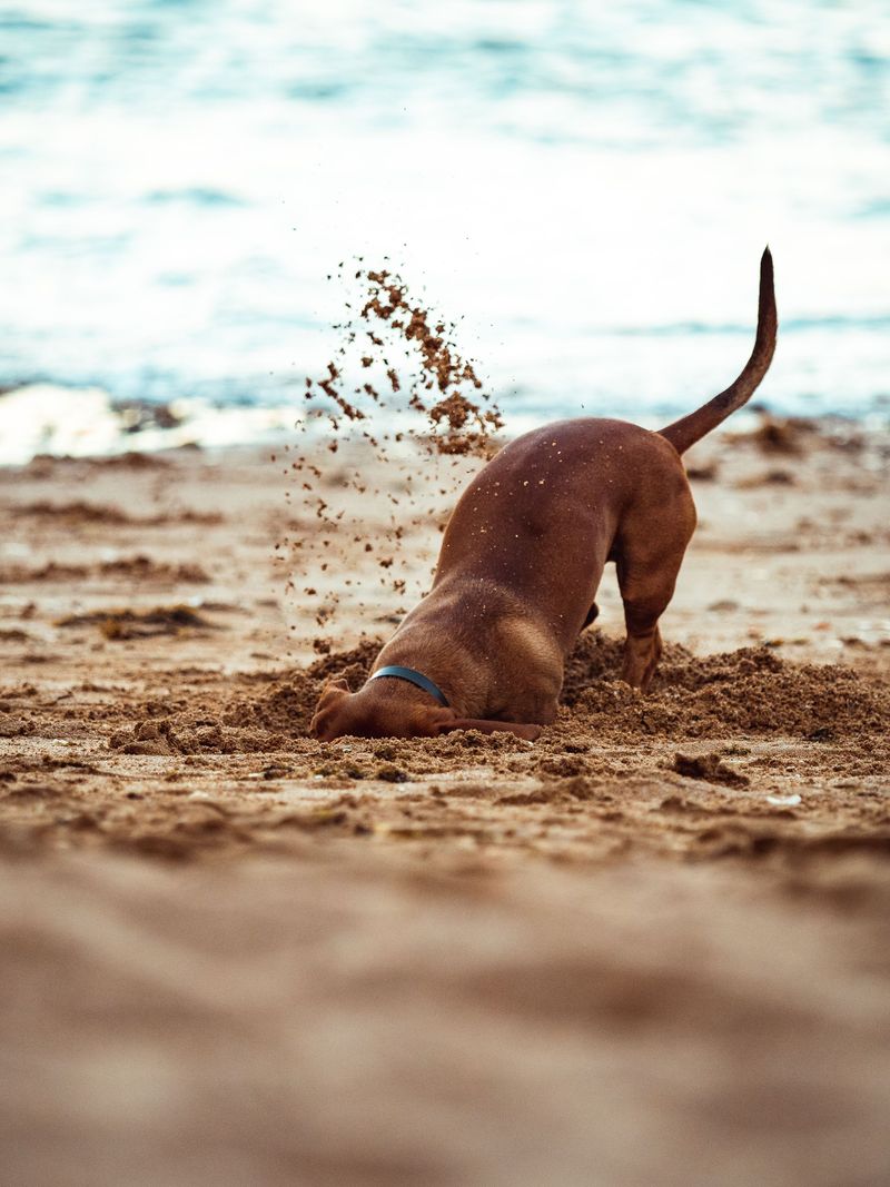 These 12 behaviors may suggest your dog needs more engagement and support 4 Digging constantly