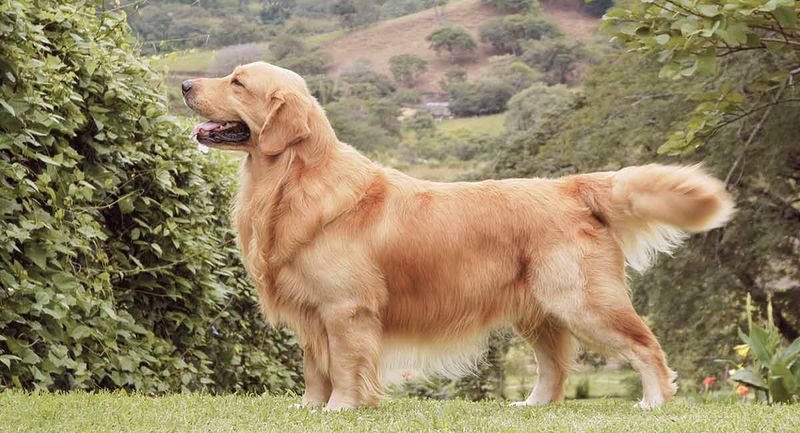 18 dog breeds that often become unforgettable companions 2 Golden Retriever