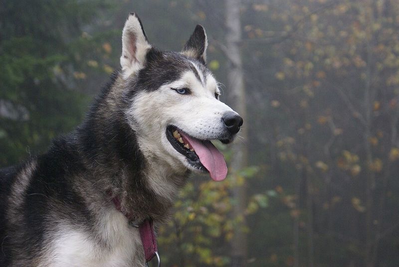 Fresh air and open trails bring out the best in these 11 adventurous dog breeds 6 Siberian Husky