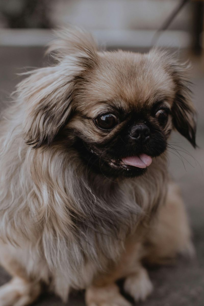 21 Dog Breeds More Likely to Develop Dental Problems 13 Pekingese