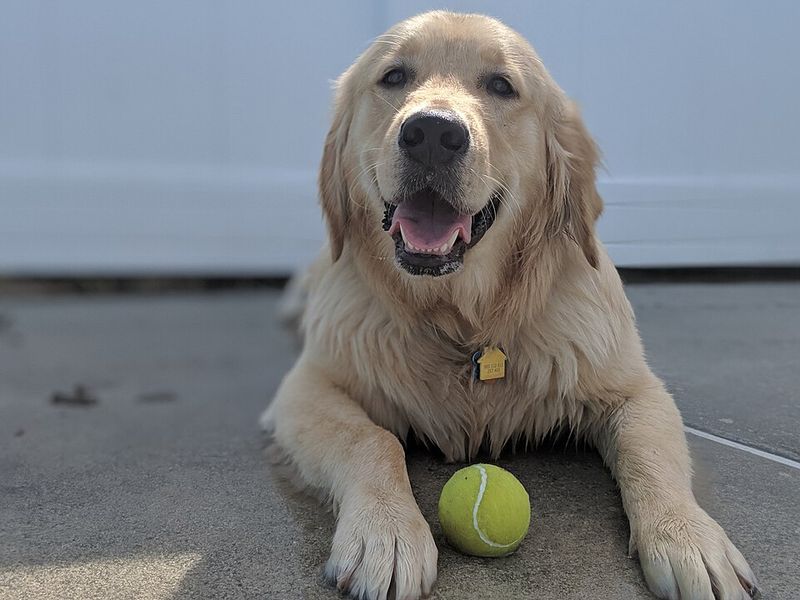 Golden Retriever