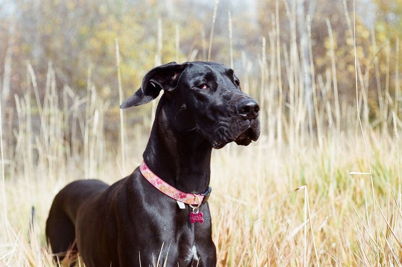 20 dog breeds that feel safe only when they can follow you everywhere 18 Great Dane