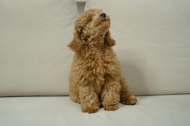 11 dog breeds that mature into exceptionally devoted companions 9 Poodle
