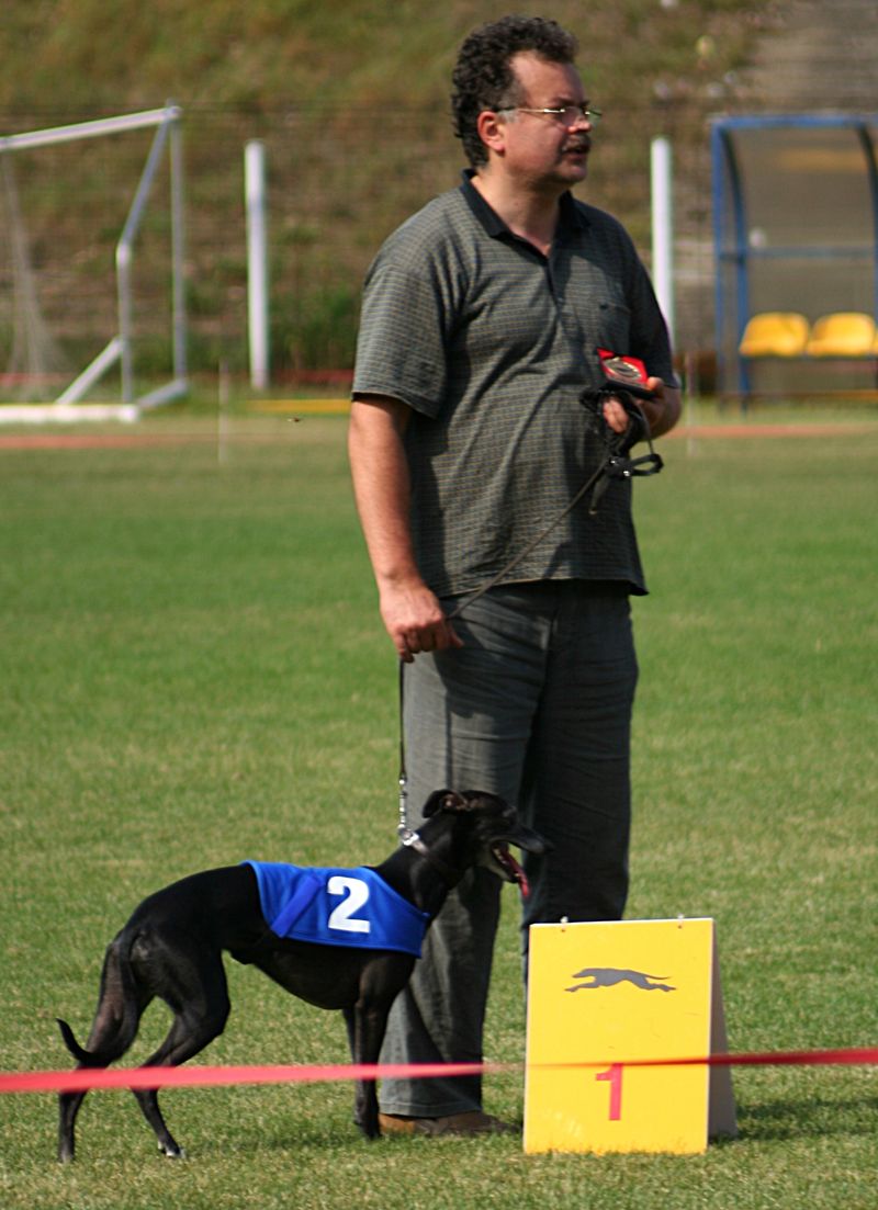 Whippet
