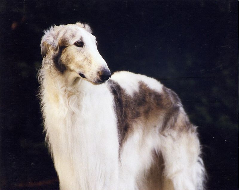 16 Delightfully Quirky Dog Breeds That Win Hearts with Their Unique Charms 9 Borzoi