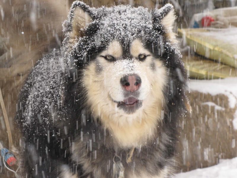Alaskan Malamute