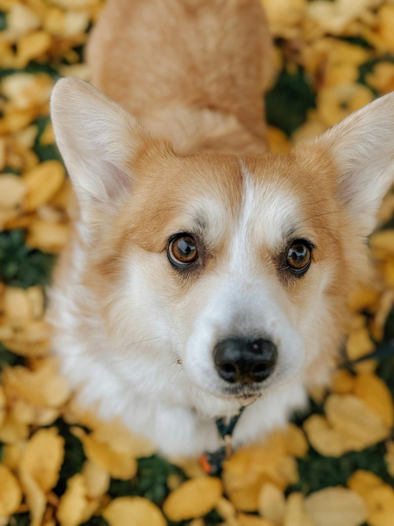 Pembroke Welsh Corgi