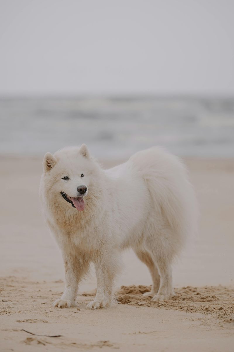 Samoyed