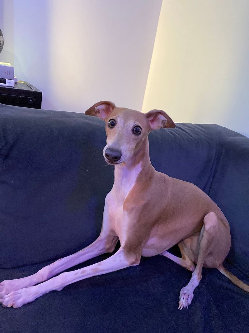 Italian Greyhound