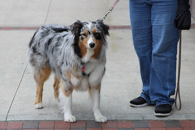 Australian Cattle Dog