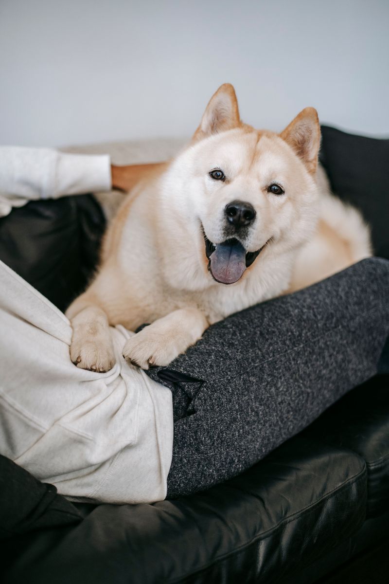 No constant cuddling, no dramatic greetings - Yet these dogs can be among the most devoted companions 2 Akita