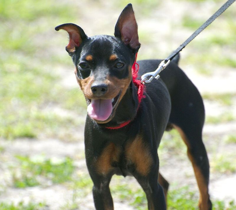 25 Small Dog Breeds That Combine Courage with Endless Energy 4 Miniature Pinscher