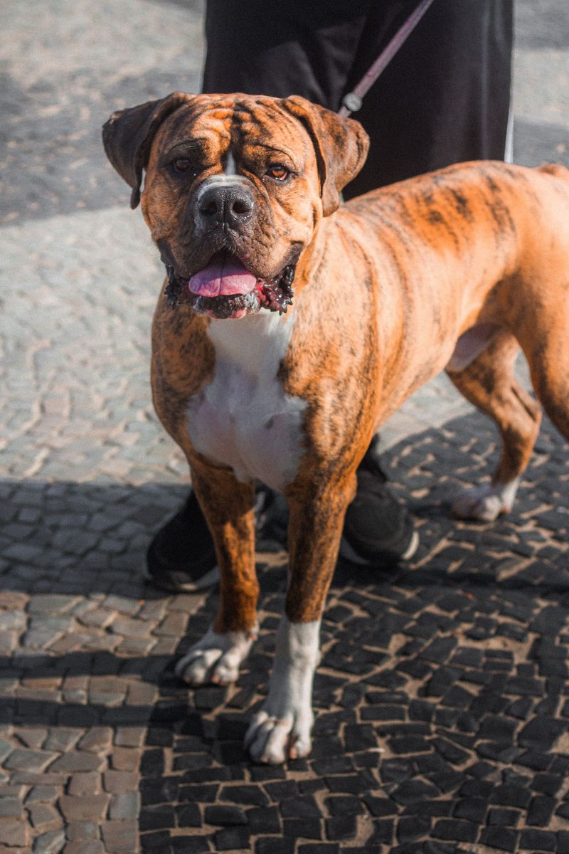 If everyone at home shares dog duties, these dog breeds may be an ideal match 4 Boxer